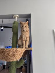 Lost Male Cat last seen State street, Westerville, OH 43082