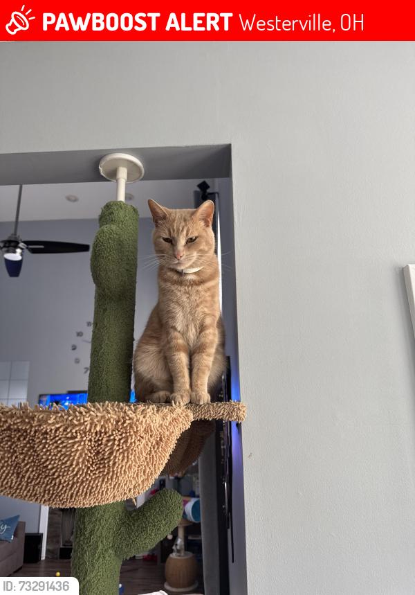 Lost Male Cat last seen State street, Westerville, OH 43082