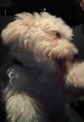 Reunited Male Dog last seen Memorial St., Fairfax County, VA 22306