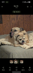 Reunited Unknown Dog last seen Roundtop Rd, Gilmer County, GA 30540