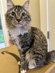 Lost Female Cat last seen Agate Heights, Y Road, Bellingham, WA 98226