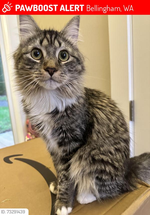 Lost Female Cat last seen Agate Heights, Y Road, Bellingham, WA 98226