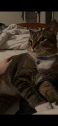 Reunited Male Cat last seen Near Brittany Dr, Joliet, IL 60435, USA, Joliet, IL 60435