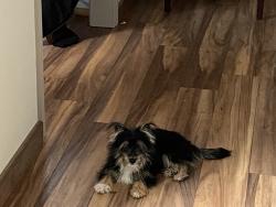Reunited Female Dog last seen Cockhill and Covington dr, DeSoto, TX 75115