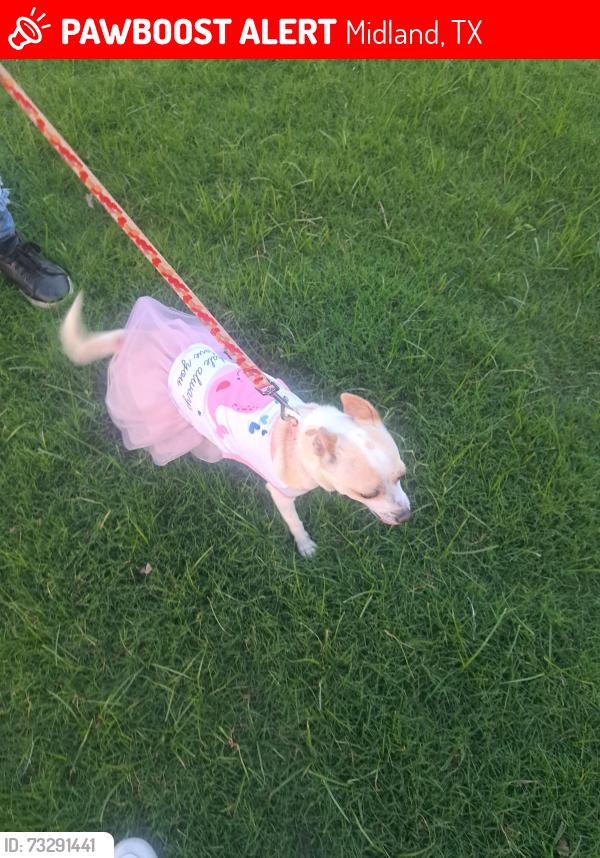 Lost Female Dog last seen 3216parrkln, Midland, TX 79701