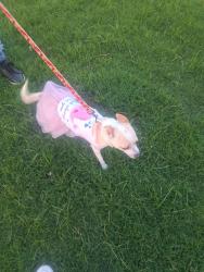 Lost Female Dog last seen 3216parrkln, Midland, TX 79701