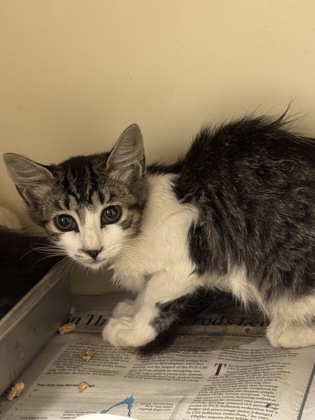 Shelter Stray Female Cat last seen Near Plaster Road, Atlanta, GA, 30345, 30345, GA, 3280 Chamblee Dunwoody Rd, Chamblee, GA 30341, USA