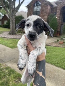 Shelter Stray Female Dog last seen Near Parkhaven, 75149, TX, 1650 Gross Rd, Mesquite, TX 75149, USA