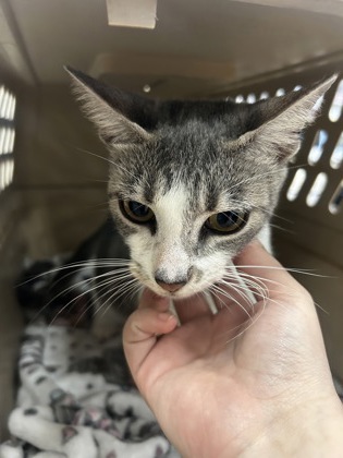 Shelter Stray Female Cat last seen Near US-80 (Walmart), 75149, TX, 1650 Gross Rd, Mesquite, TX 75149, USA