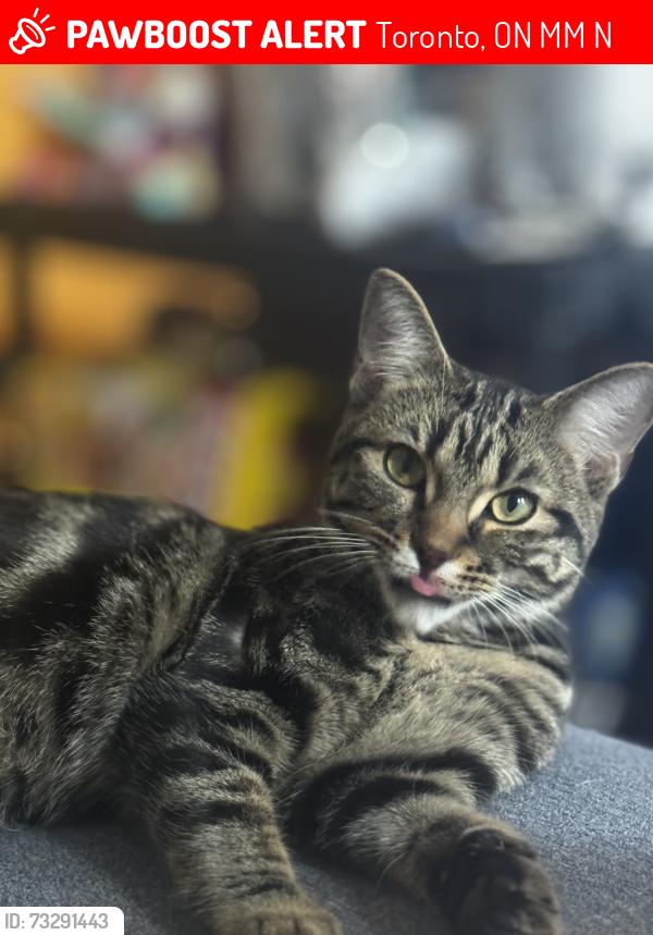 Lost Female Cat last seen Queen and Logan ave, Toronto, ON M4M 2N2