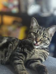 Lost Female Cat last seen Queen and Logan ave, Toronto, ON M4M 2N2