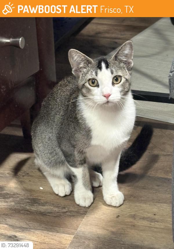 Found/Stray Female Cat last seen Preston and Main, Frisco, TX 75033