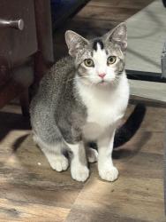 Found/Stray Female Cat last seen Preston and Main, Frisco, TX 75033