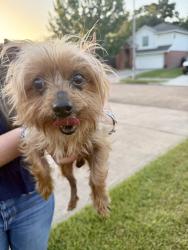 Reunited Male Dog last seen Crystal cove circle, Houston, TX 77070