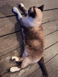 Found/Stray Unknown Cat last seen Spanish Main and Confederate Drive North, Spanish Fort, AL 36527