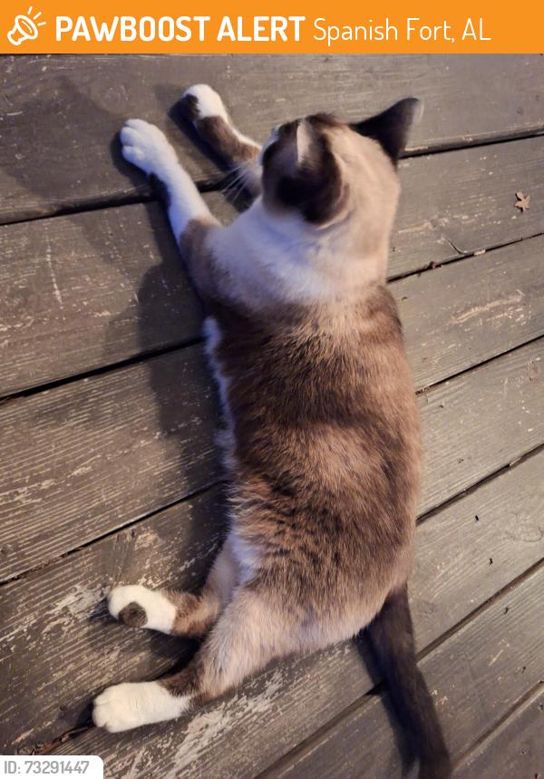 Found/Stray Unknown Cat last seen Spanish Main and Confederate Drive North, Spanish Fort, AL 36527