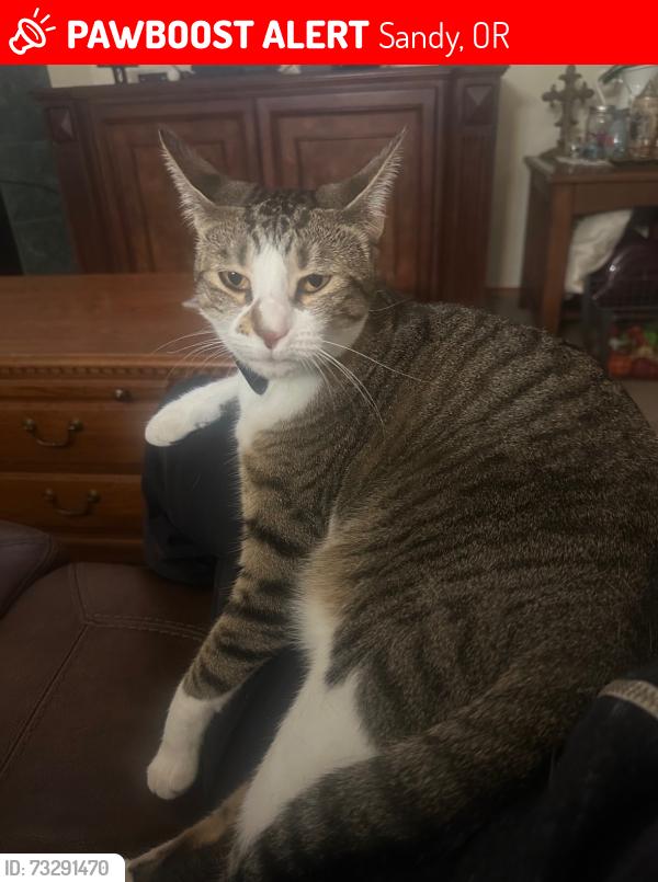 Lost Female Cat last seen Around Sandy High School, Sandy, OR 97009