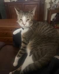 Lost Female Cat last seen Around Sandy High School, Sandy, OR 97009