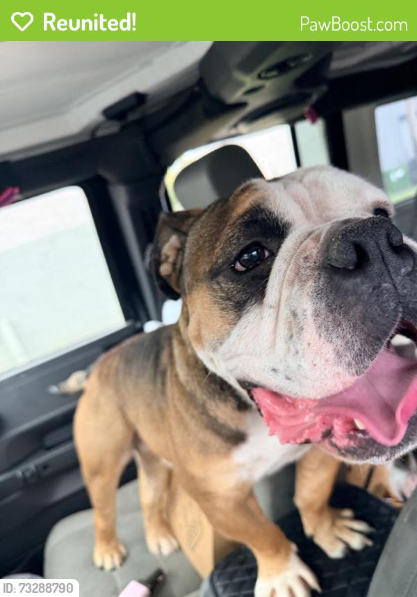 Reunited Male Dog last seen Lantana Lakes Dr, Jacksonville, FL 32246, USA, Jacksonville, FL 32246