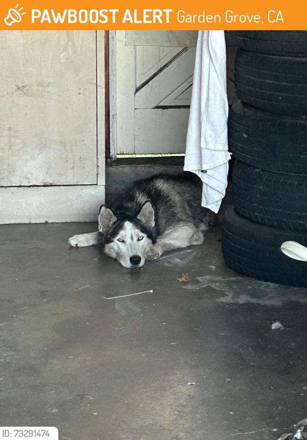 Found/Stray Unknown Dog last seen Magnolia and Chapman and Orangewood and Dale, Garden Grove, CA 92841