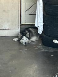 Found/Stray Unknown Dog last seen Magnolia and Chapman and Orangewood and Dale, Garden Grove, CA 92841