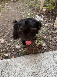 Found/Stray Male Dog last seen Wurzbach, San Antonio, TX 78238