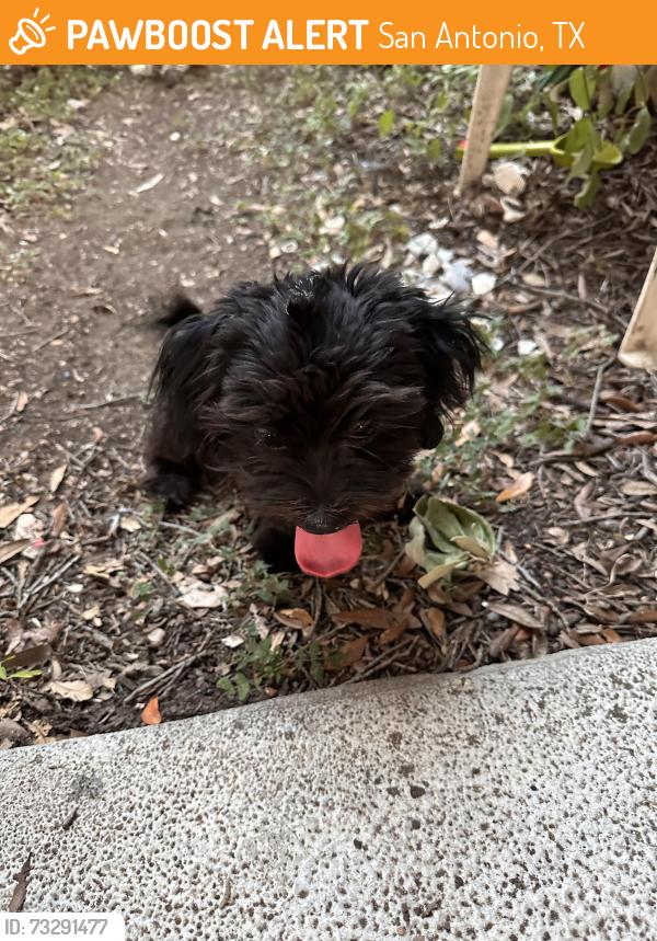 Found/Stray Male Dog last seen Wurzbach, San Antonio, TX 78238