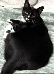 Reunited Male Cat last seen Near Wichita Dr, La Porte, TX 77571, USA, La Porte, TX 77571