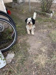 Found/Stray Male Dog last seen Timberhill, San Antonio, TX 78238