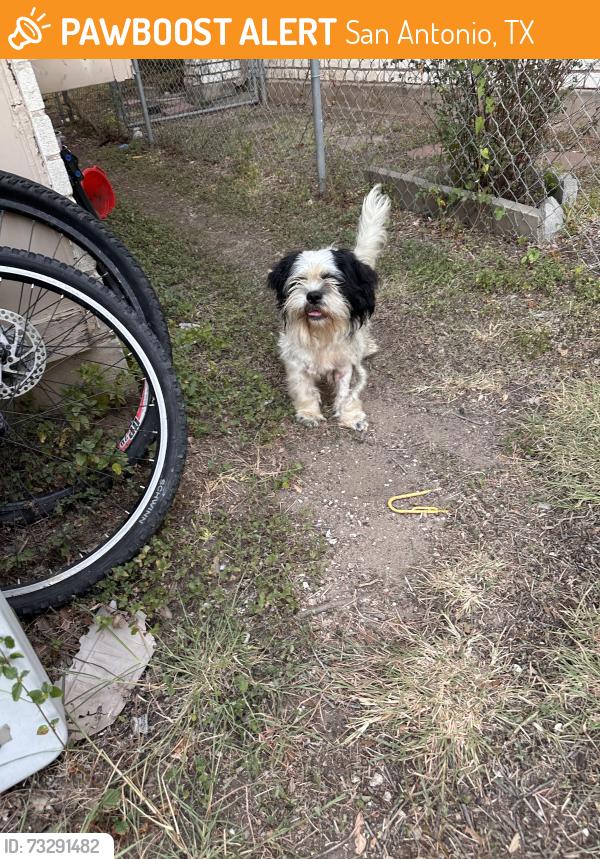 Found/Stray Male Dog last seen Timberhill, San Antonio, TX 78238