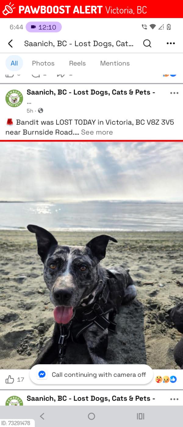 Lost Male Dog last seen Burnside road, Victoria, BC 