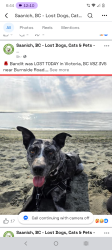 Lost Male Dog last seen Burnside road, Victoria, BC 