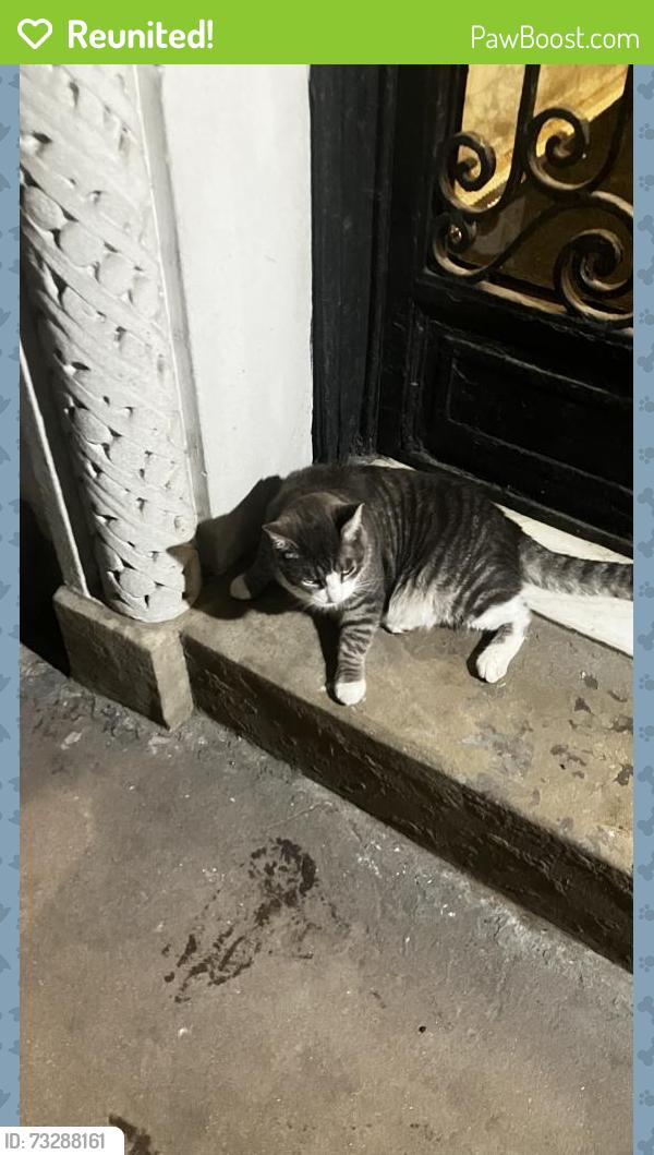 Reunited Male Cat last seen Saint Johns Place in between Washington Avenue and Underhill Avenue, Brooklyn, NY 11238