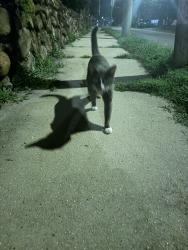 Found/Stray Unknown Cat last seen Congress Ave, Stamford, CT 06902