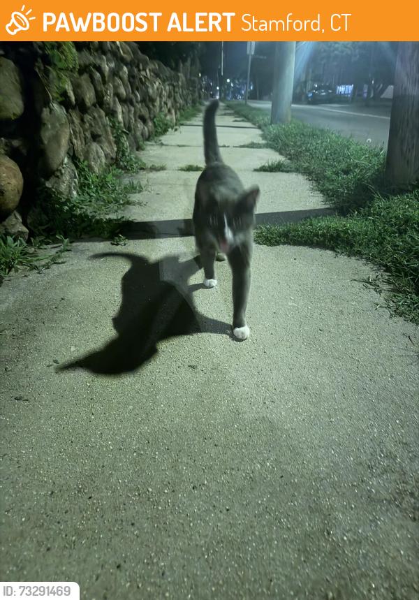 Found/Stray Unknown Cat last seen Congress Ave, Stamford, CT 06902