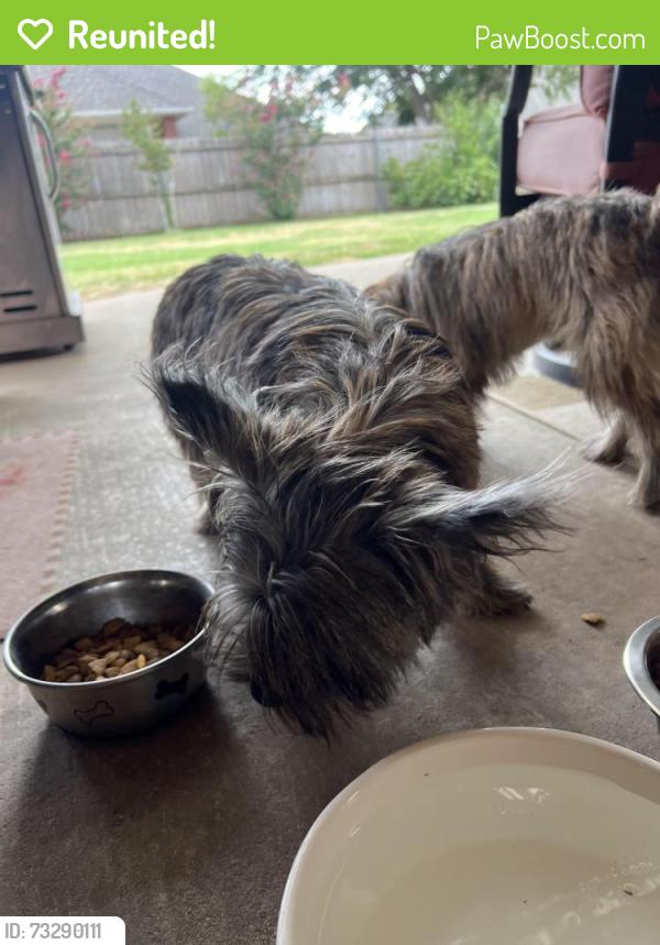 Reunited Male Dog last seen Warrington Way & Carrington Lane, Norman, OK 73072