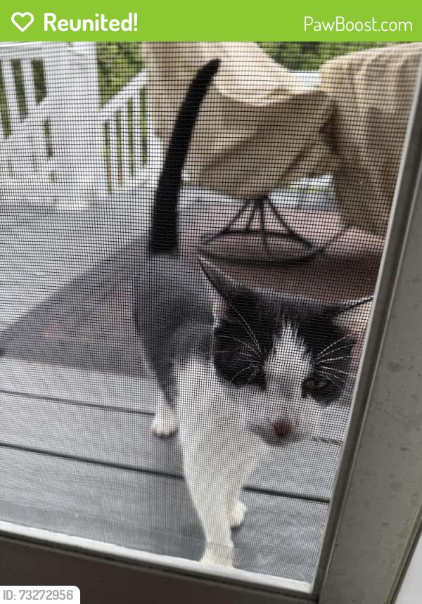 Reunited Unknown Cat last seen Twin River Road, Lincoln, RI 02865