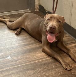 Shelter Stray Male Dog last seen Avenida De La Cruz, San Diego, CA, 92173, 5500 Gaines St, San Diego, CA 92110, USA
