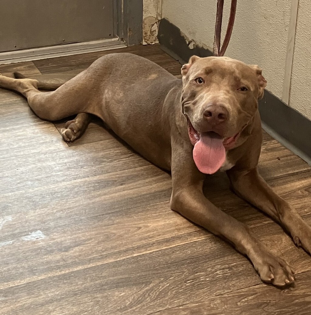 Shelter Stray Male Dog last seen Avenida De La Cruz, San Diego, CA, 92173, 5500 Gaines St, San Diego, CA 92110, USA