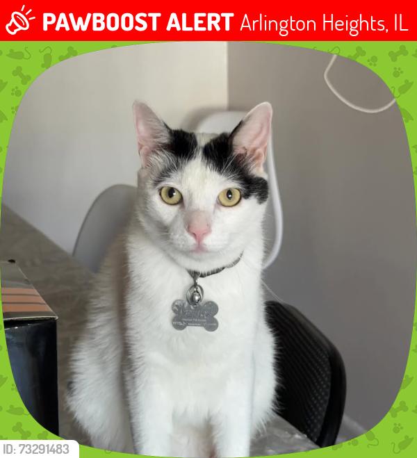 Lost Female Cat last seen Mitsuwa, Arlington Heights, IL 60005
