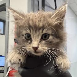 Shelter Stray Female Cat last seen Morena, San Diego, CA, 92110, 5500 Gaines St, San Diego, CA 92110, USA