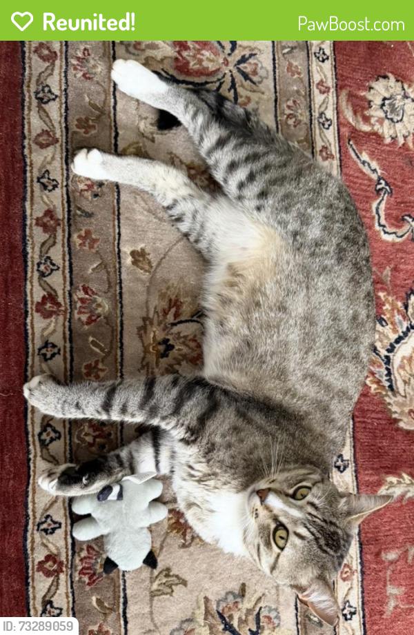 Reunited Male Cat last seen Blackburn and union Square Road near 272, Nottingham, PA 19362