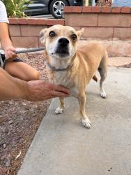 Reunited Unknown Dog last seen Guajome Lake, Oceanside, CA 92056, USA, Oceanside, CA 92056