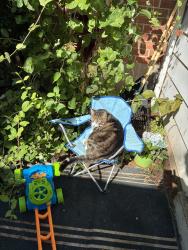 Lost Male Cat last seen Shiloh grange, York, PA 17408