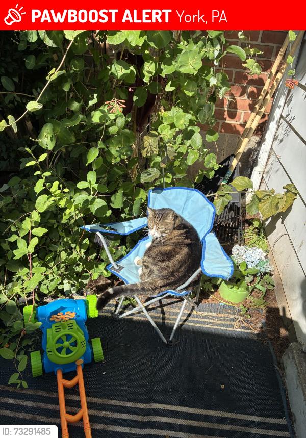 Lost Male Cat last seen Shiloh grange, York, PA 17408