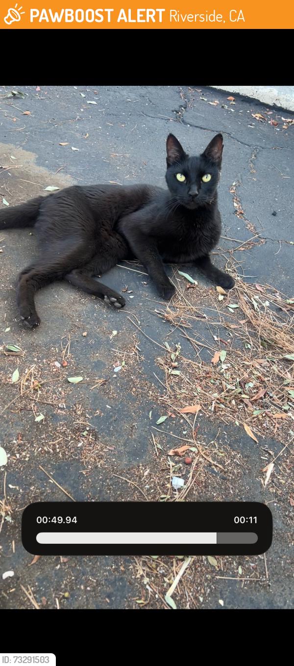 Found/Stray Unknown Cat last seen By canyon crest apmts, Riverside, CA 92507