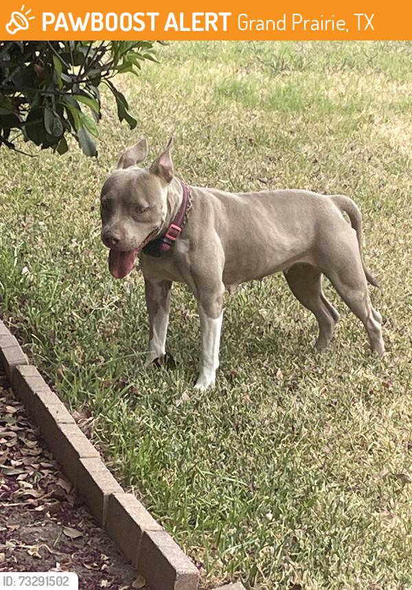 Found/Stray Female Dog last seen Lewis Tr. and Matthew, Grand Prairie, TX 75052