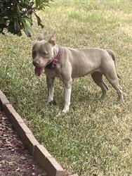 Found/Stray Female Dog last seen Lewis Tr. and Matthew, Grand Prairie, TX 75052