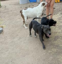 Reunited Unknown Dog last seen Kenyon/Ranchero, Hesperia, CA 92345