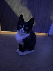 Found/Stray Male Cat last seen Shell by us 441, Okeechobee, FL 34974